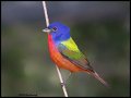 _2SB9440 painted bunting